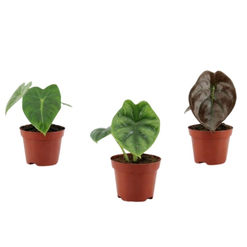 Alocasia mini mixed  6cm