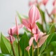 Anthurium royal lilli pink  7cm