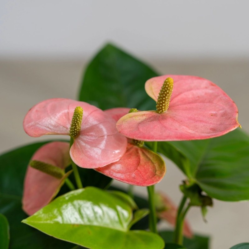 Anthurium royal spirit champion 12cm