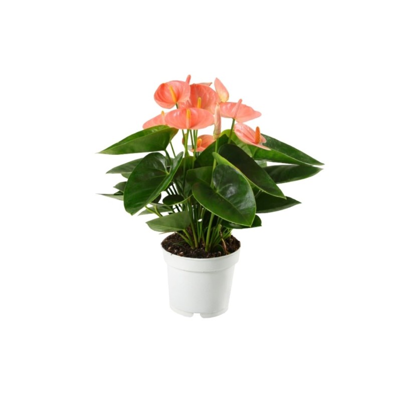 Anthurium royal spirit champion 12cm