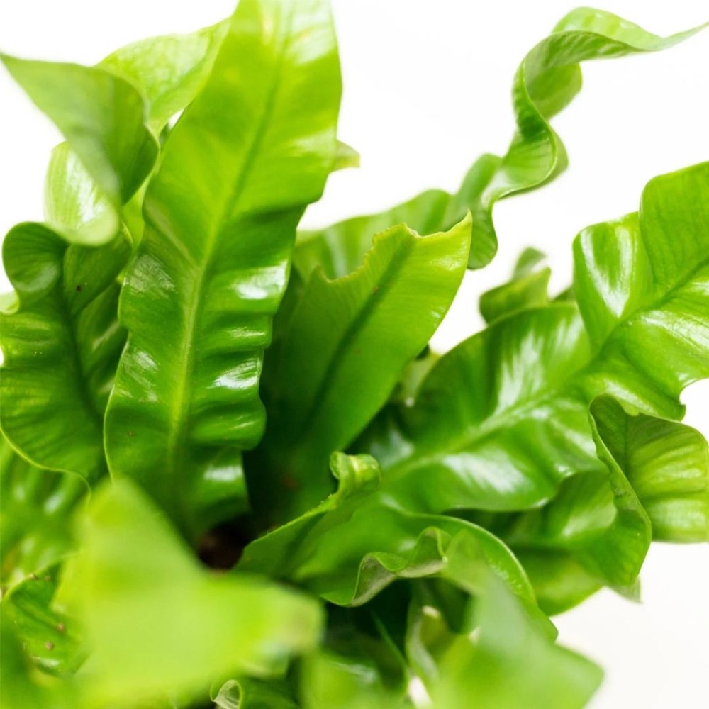 Asplenium Nidus Crispy Wave 6 cm