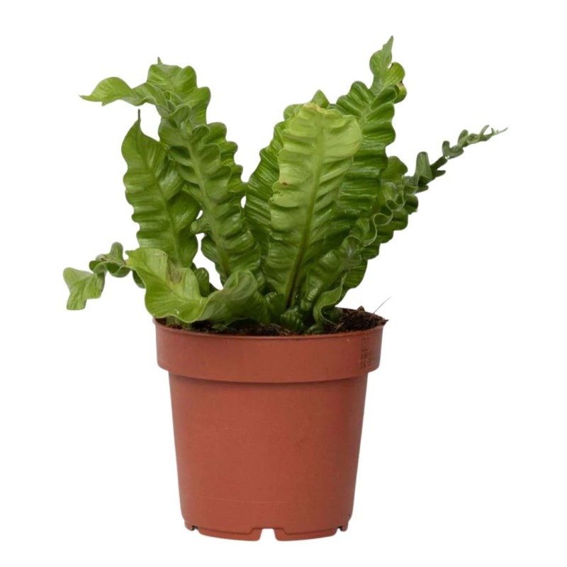 Asplenium Nidus Crispy Wave 6 cm