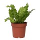 Asplenium Nidus Crispy Wave 6 cm
