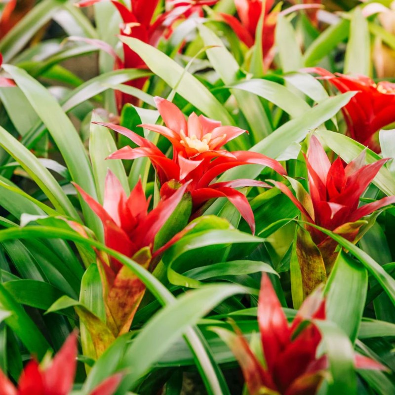 Bromelia mixed 12cm