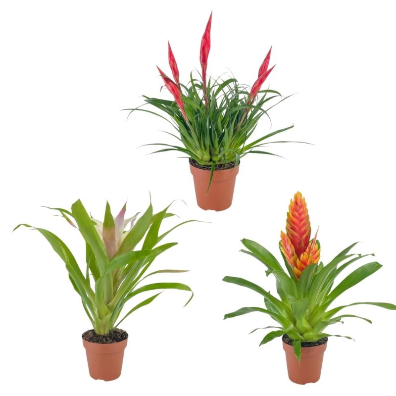 Bromelia mixed 12cm