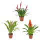 Bromelia mixed 12cm