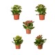 Calathea mini (Kalanchoe) mixed 6cm