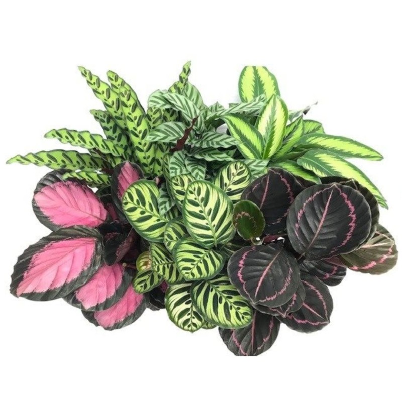 Calathea special mixed 14cm