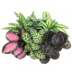 Calathea special mixed 14cm