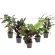 Calathea special mixed 14cm