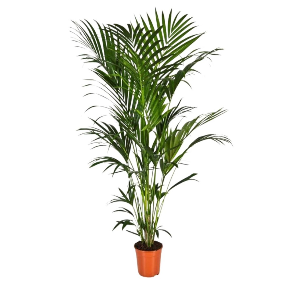 Chamaedorea elegans mini 7cm