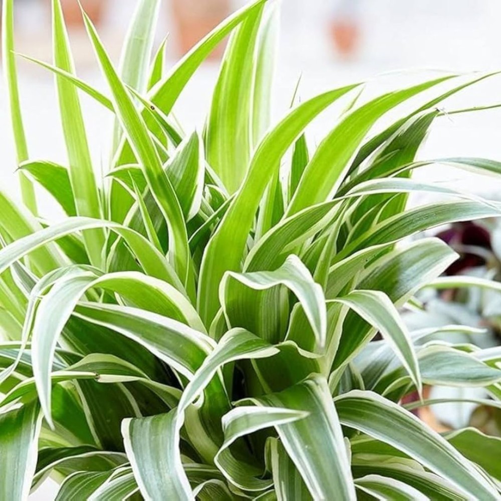 Chlorophytum (Spider Plant) mixed mini  6cm