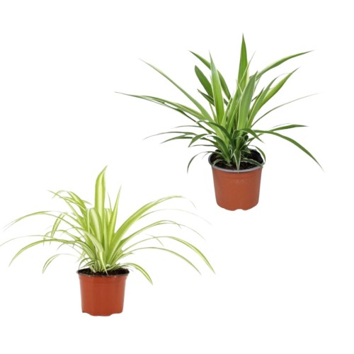 artificial hanging plants Nearly Natural 10 in. UV Resistant Artificial Boston Fern in Hanging Wicker Basket - Indoor & Outdoor main image 1