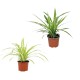 Chlorophytum (Spider Plant) mixed mini  6cm