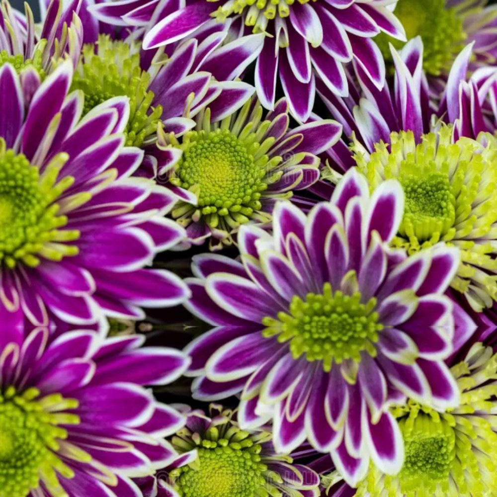 Chrysanthemum showdance 12cm