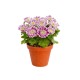 Chrysanthemum showdance 12cm