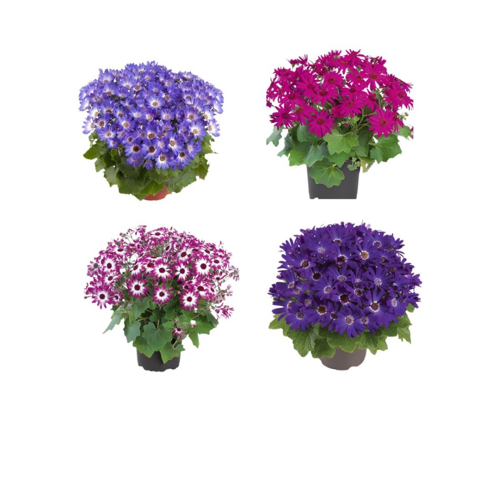 Cineraria venezia mixed 13cm