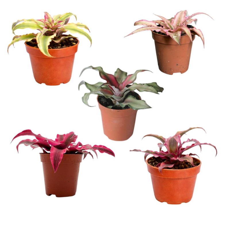 Cryptanthus mini mixed  5cm