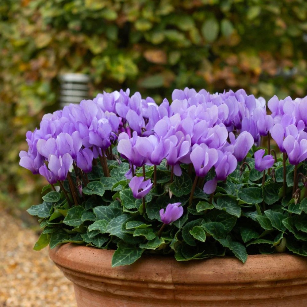 Cyclamen super series mixed 10.5cm