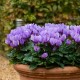 Cyclamen super series mixed 10.5cm
