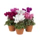 Cyclamen super series mixed 10.5cm