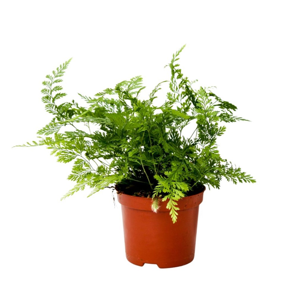 Davallia Fijensis 8 cm