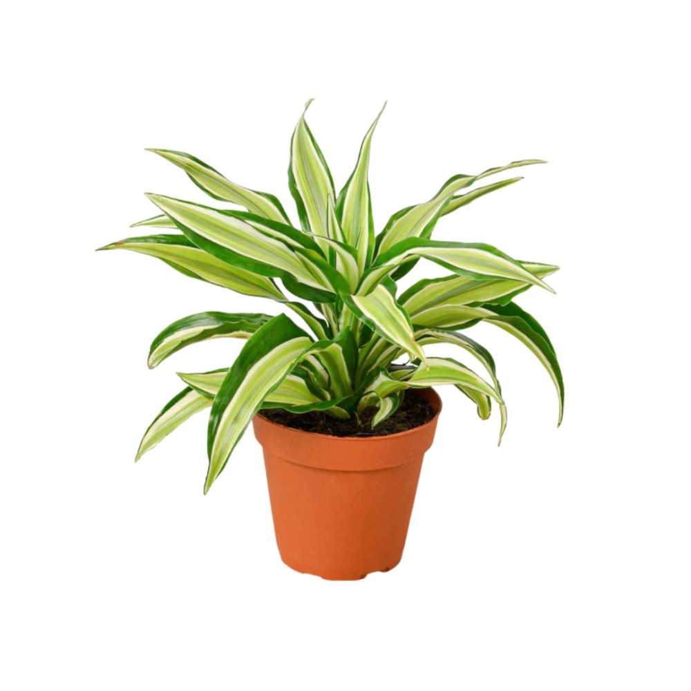 Dracaena malaika mini  6cm