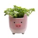 Farm Animal with Plant Mixed  8cm