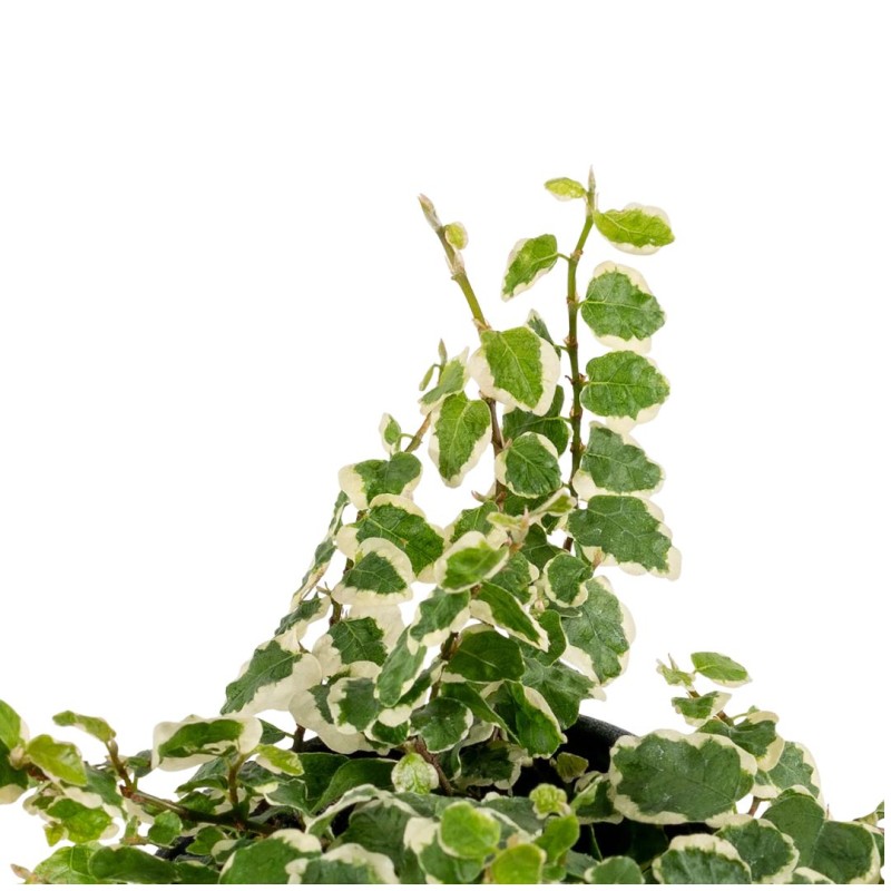 Ficus Pumila Bellus White 6 cm