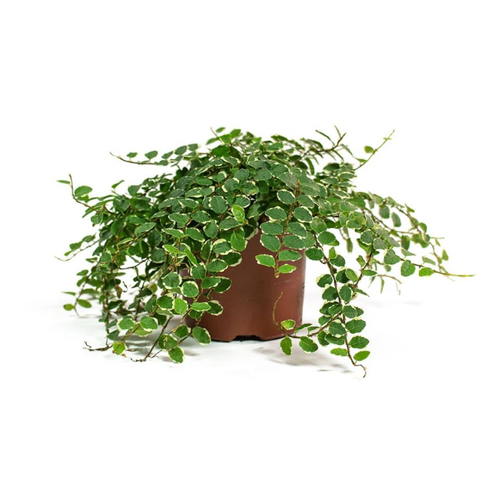Ficus Pumila Bellus White 6 cm