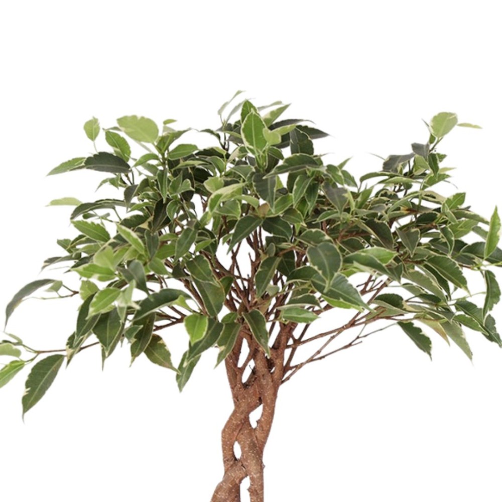 Ficus bushy king braided stem 12cm