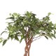 Ficus bushy king braided stem 12cm