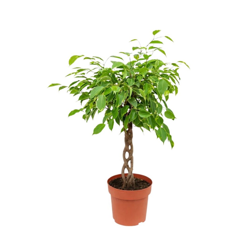 Ficus bushy king braided stem 12cm