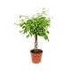 Ficus bushy king braided stem 12cm
