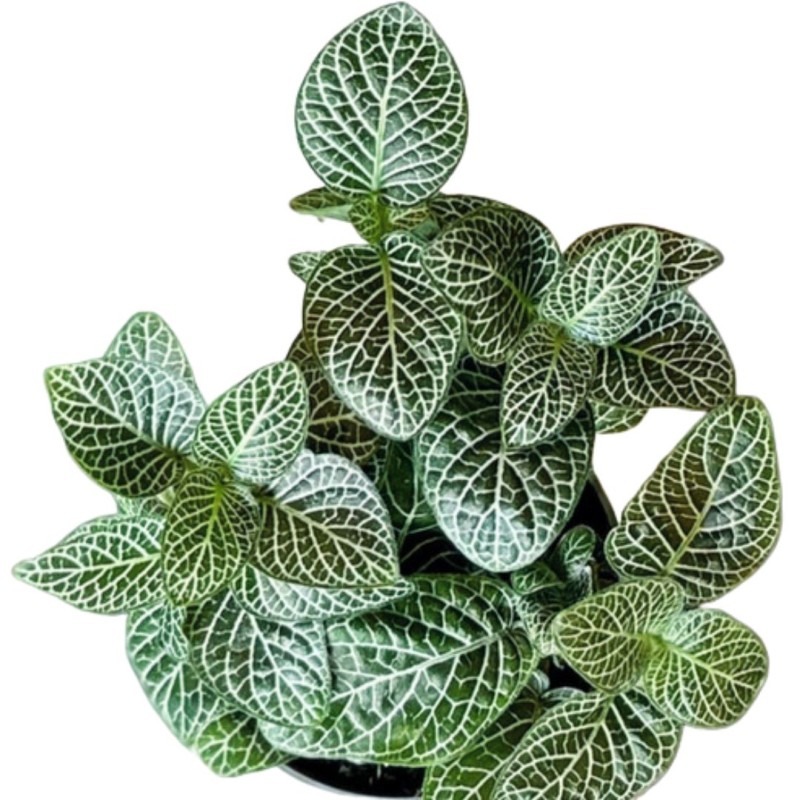 Fittonia mini whisper 12cm