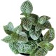 Fittonia mini whisper 12cm