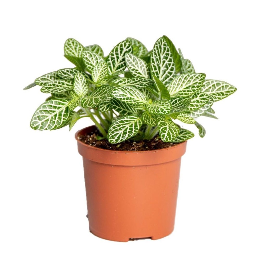 Fittonia mini whisper 12cm