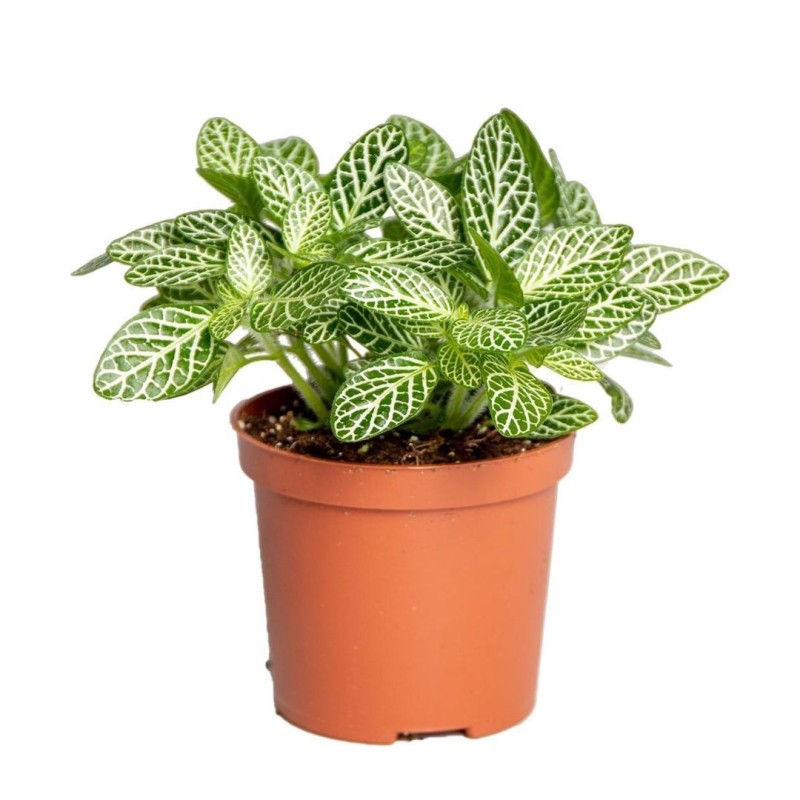 Fittonia mini whisper 12cm