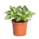 Fittonia mini whisper 12cm