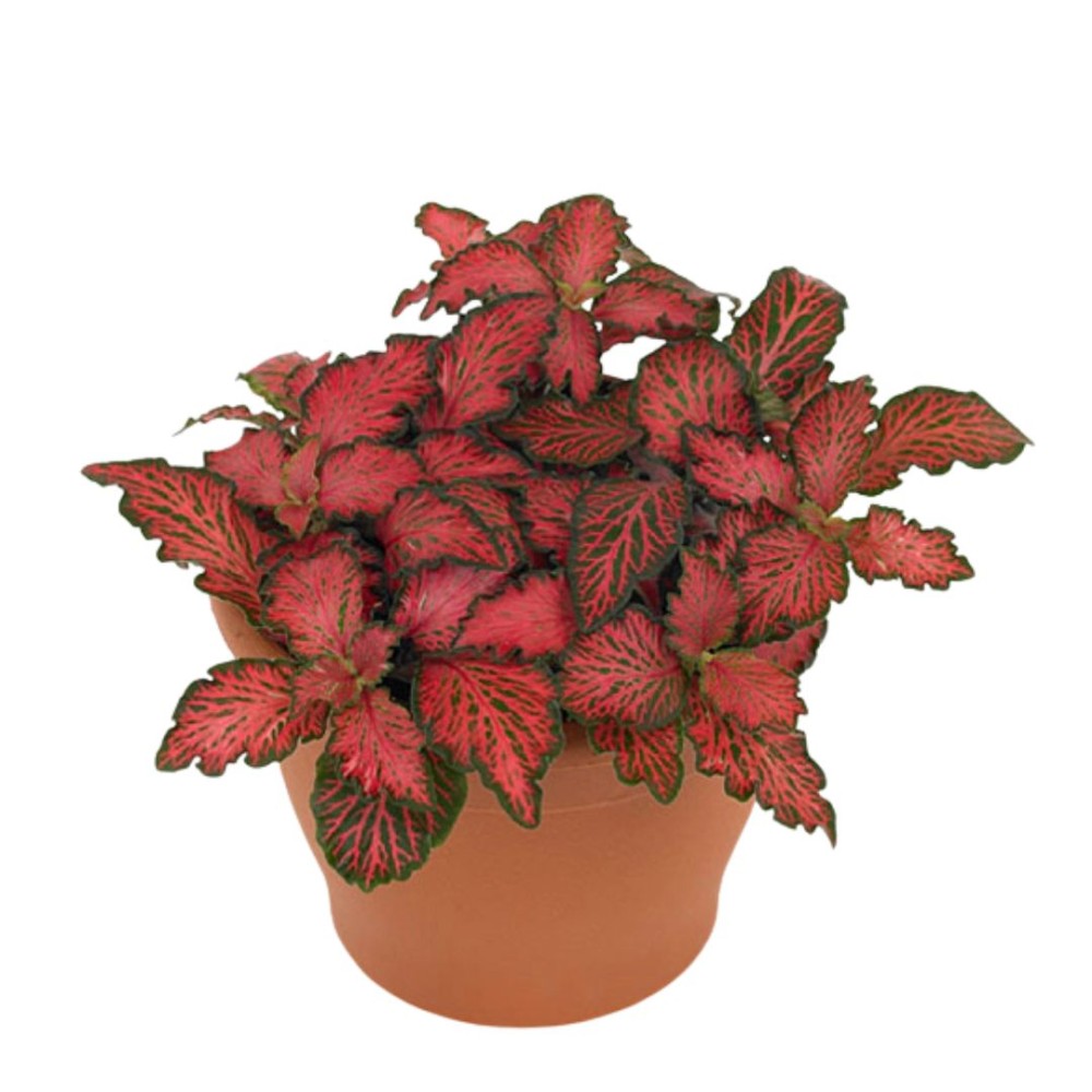 Fittonia forest flame 12cm