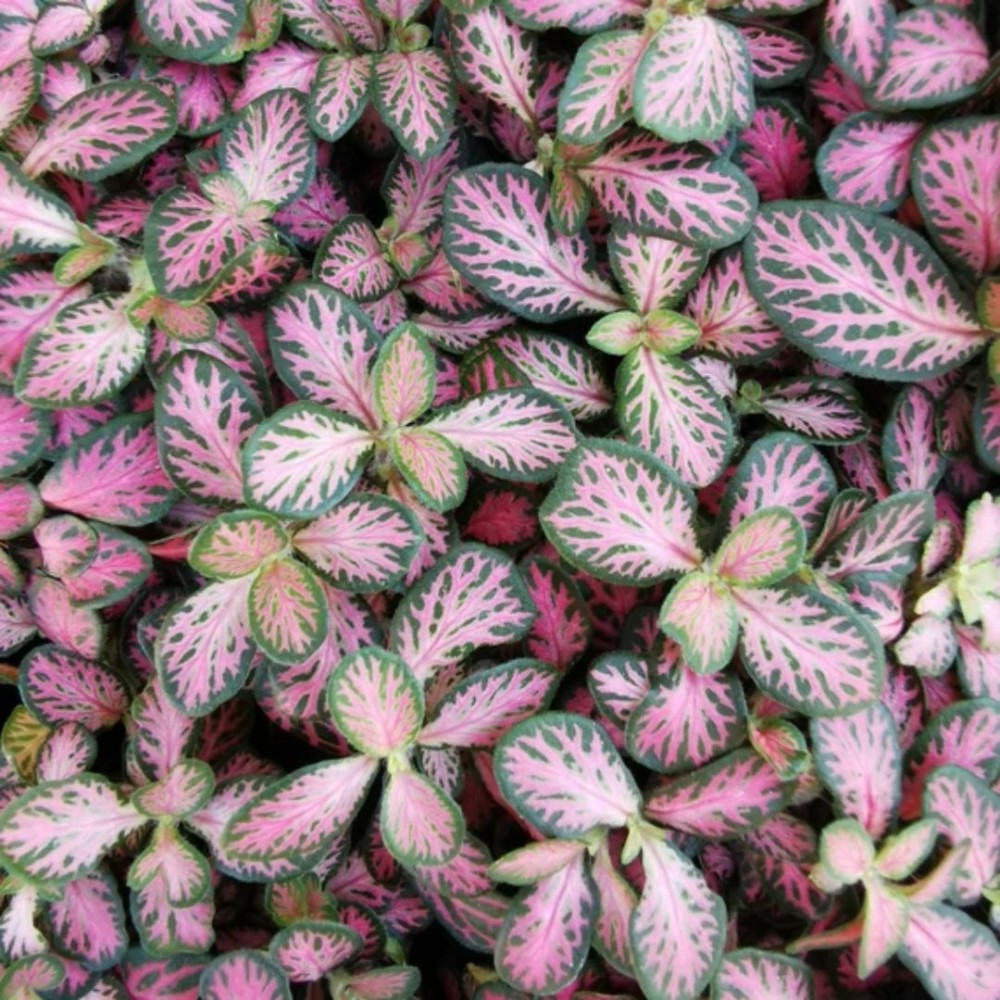 Fittonia pink forest flame 12cm
