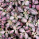 Fittonia pink forest flame 12cm