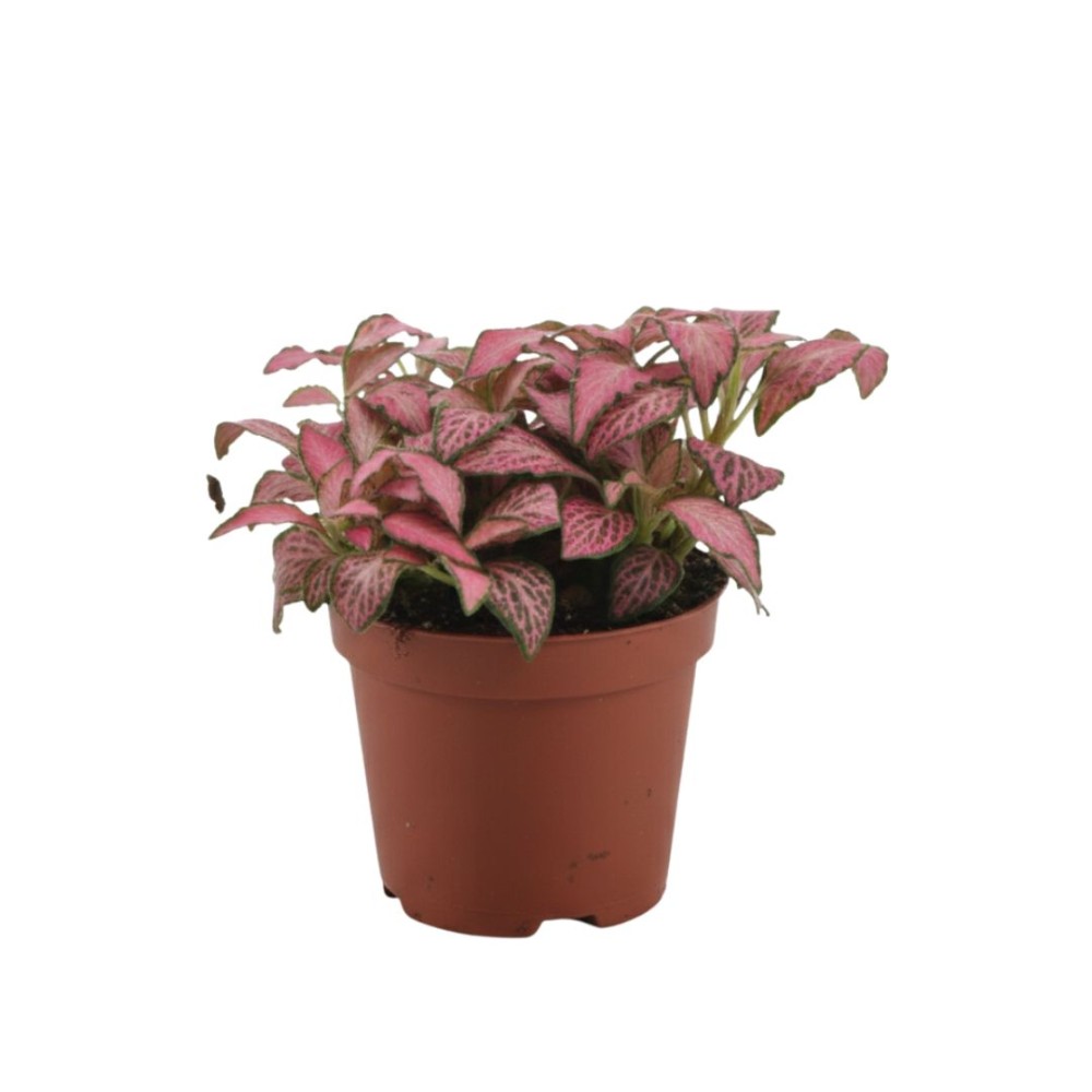 Fittonia pink forest flame 12cm