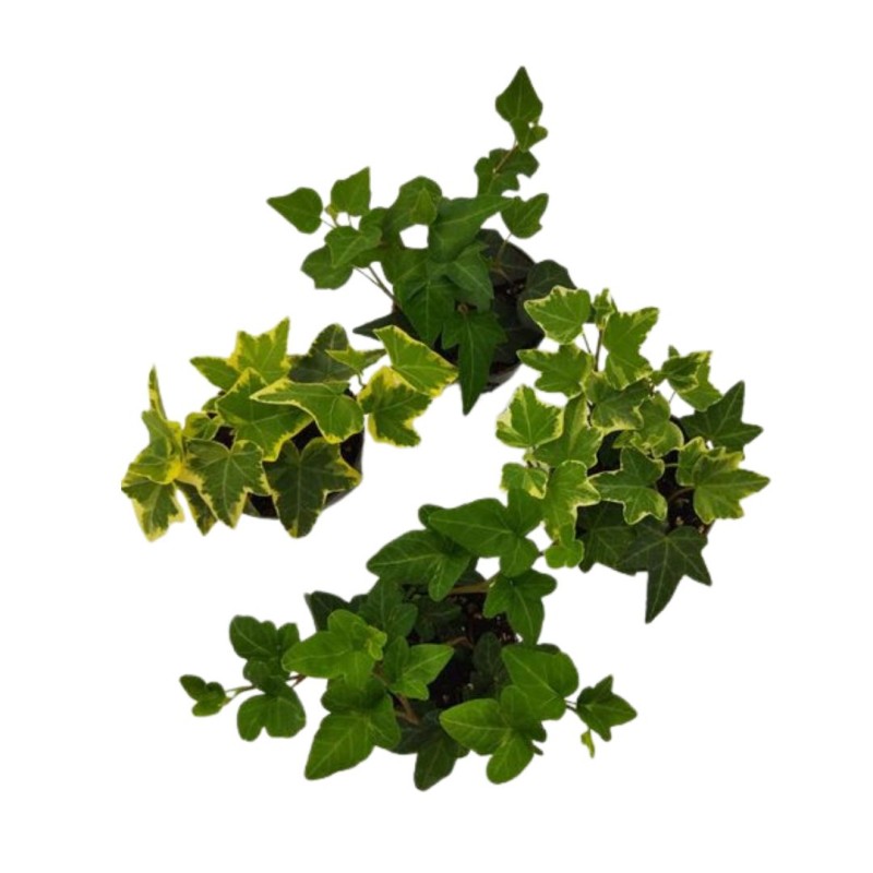 Hedera mixed 11cm
