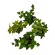 Hedera mixed 11cm