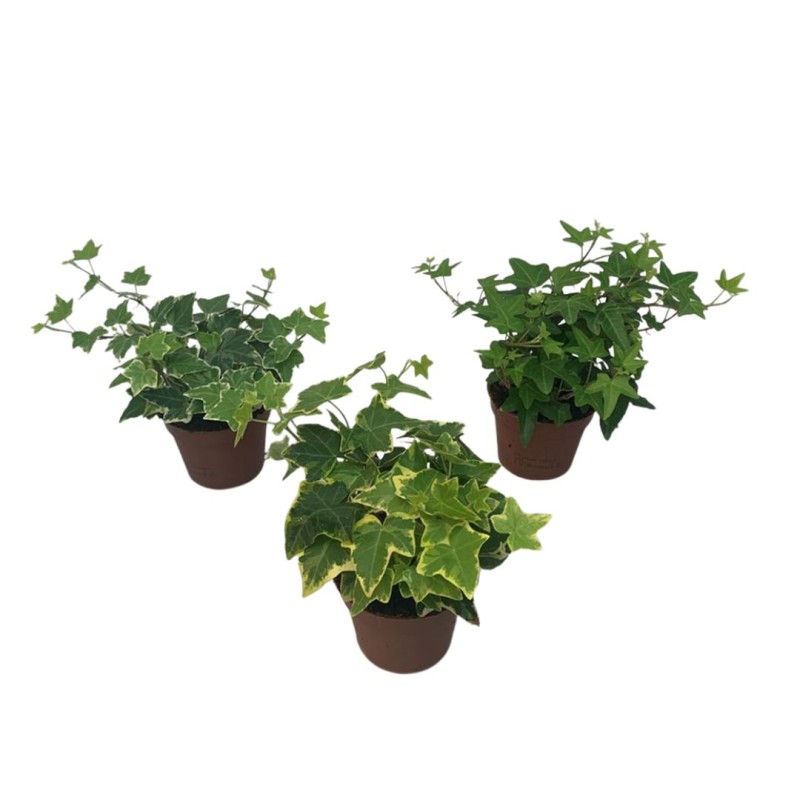 Hedera mixed 11cm