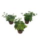 Hedera mixed 11cm