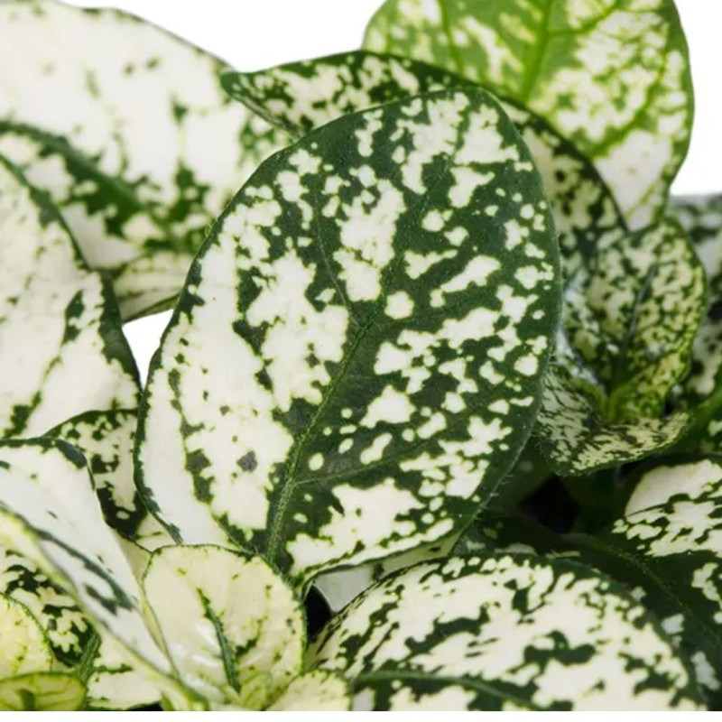 Hypoestes White 8 cm