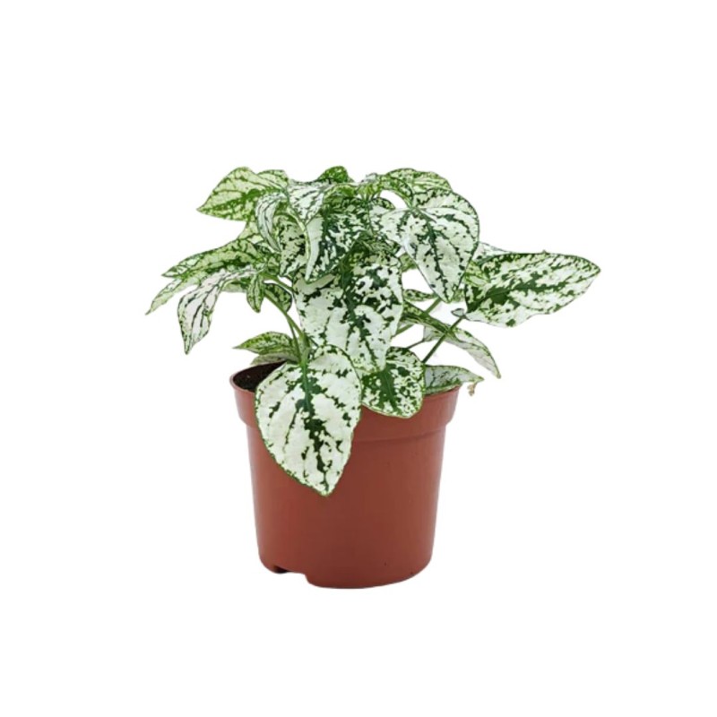 Hypoestes White 8 cm