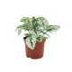 Hypoestes White 8 cm